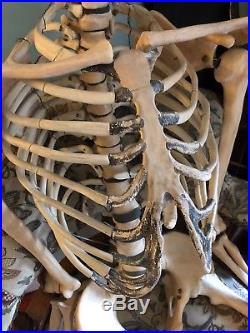 Vintage Human Skeleton Anatomical Model Life Size Model Medical Not Real