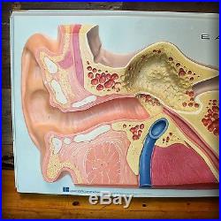 Vintage Industrial Hubbard Scientific Company 1967 Human Ear Medical Diagram