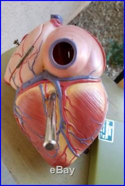 Vintage Kilgore International The Heart Organ Training Model with Base Germany