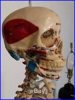 Vintage Life Size Medical Anatomical Skeleton Model Rolling Stand articulated