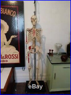 Vintage Life Size Medical Anatomical Skeleton Model Rolling Stand articulated