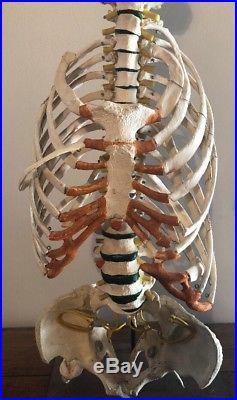 Vintage Medical Model Of Vertebrae Spine Ribs And Pelvis