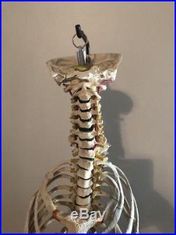Vintage Medical Model Of Vertebrae Spine Ribs And Pelvis