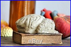 Vintage Medical Plastics Lab Anatomical Animal Brain Dog Brain Teaching Model