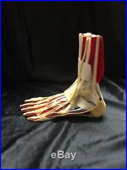 Vintage Medical Plastics Laboratory Advanced Foot Anatomy Skeleton WithMuscles