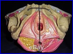 Vintage Medical Plastics Laboratory Female Pelvic Anatomical Model