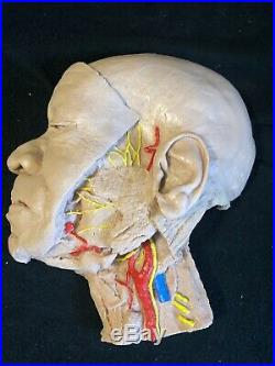 Vintage Nasco Lifeforms Life Size Human Head Section Dissection Cadaver Model