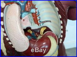 Vintage Nystrom Anatomical Body Heart Brain Simulator Manikin Mannequin Nursing