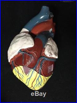 Vintage Nystrom GIANT Heart Model