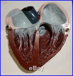 Vintage Nystrom GIANT Heart Model with Stand