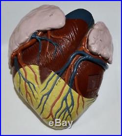 Vintage Nystrom GIANT Heart Model with Stand