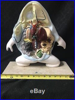 Vintage Nystrom Giant Frog Dissection Anatomical Model Amphibian Anatomy