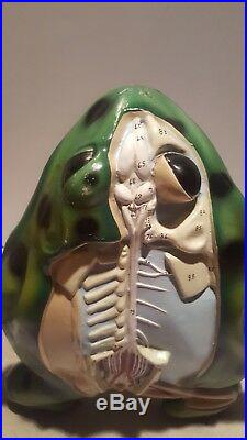 Vintage Nystrom Giant Frog Dissection Anatomical Model Amphibian Anatomy Science