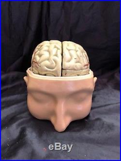 Vintage Nystrom Head with 3 Part Brain Anatomical Model Anatomy