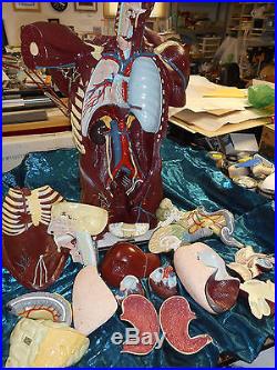 Vintage Nystrom Life Size Model Anatomical Male removable organs Halloween