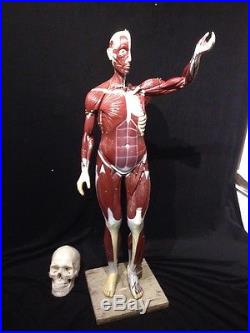 Vintage Nystrom Muscle Figure Torso Anatomical Model Muscular Model 42 tall