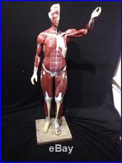 Vintage Nystrom Muscle Figure Torso Anatomical Model Muscular Model 42 tall