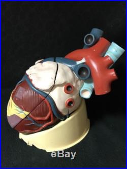 Vintage Nytrom Giant Heart Anatomical Model Cardiac Anatomy
