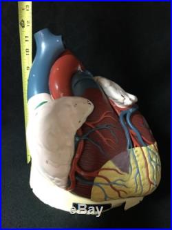 Vintage Nytrom Giant Heart Anatomical Model Cardiac Anatomy