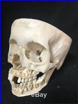 Vintage Pediatric Human Skull Anatomical Model Bone