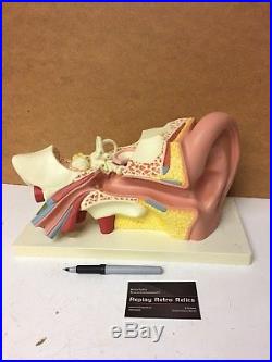 Vintage Philip Harris Giant Ear Biological Anatomical Model Human Ear Auditory