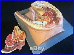 Vintage Plaster Somso MS1 Median Section Of The Female Pelvis Anatomical Model