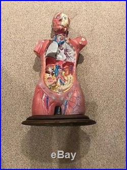 Vintage Rare Bobbitt Laboratories Human Body Anatomy Science Model on Stand