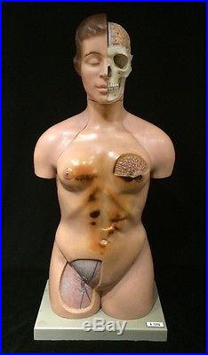 Vintage SOMSO AS40 Female Torso with Head Art Anatomical Model