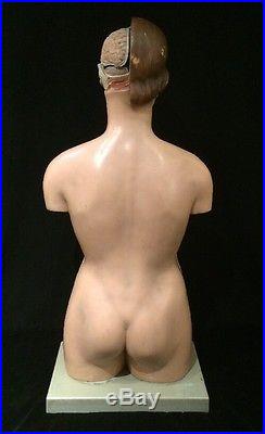 Vintage SOMSO AS40 Female Torso with Head Art Anatomical Model
