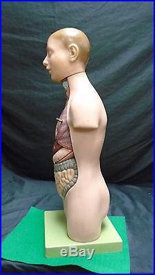 Vintage SOMSO Anatomical Man With Removable Pieces (3A)