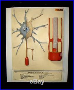 Vintage SOMSO BS35 Neuron Anatomical Teaching Model BS 35 Nervous System Model