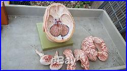 Vintage SOMSO Brain Anatomical Model