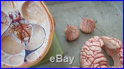 Vintage SOMSO Brain Anatomical Model
