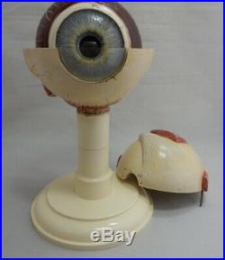 Vintage SOMSO Eyeball Anatomical Eye Model Anatomy 1940s Germany