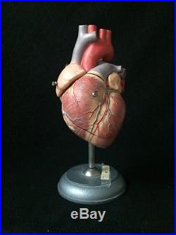 Vintage SOMSO HS5 Heart Anatomical Model