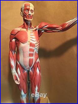 Vintage SOMSO Male Muscle Figure Half Natural Size Anatomical Model 27 Parts