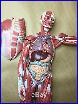 Vintage SOMSO Male Muscle Figure Half Natural Size Anatomical Model 27 Parts