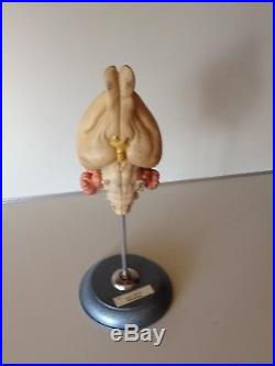 Vintage SOMSO Vertebrate Brains Model Set, Zo555, West Germany 1965, excellent c