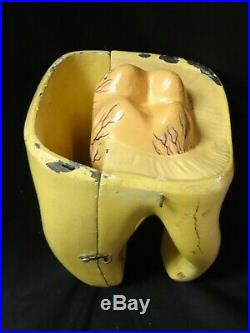 Vintage Sargent-Welch Scientific Anatomical Tooth Model
