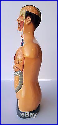 Vintage Sargent-Welch Scientific Co. Anatomical Mini Human Male Torso Model RARE