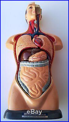 Vintage Sargent-Welch Scientific Co. Anatomical Mini Human Male Torso Model RARE