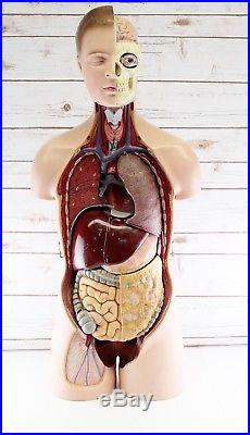 Vintage Somso 33 Human Torso Anatomical Anatomy Medical Missing Pieces