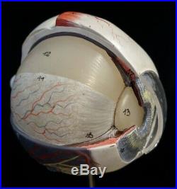 Vintage Somso Anatomical Anatomy Model Human Eye Eyeball