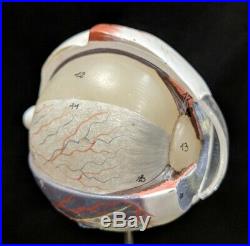 Vintage Somso Anatomical Anatomy Model Human Eye Eyeball