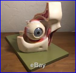 Vintage Somso Eyeball Anatomical Model Eye Ear Anatomy 5 Times Life Size