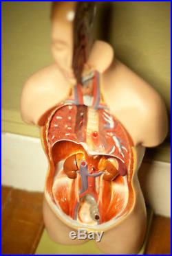 Vintage Somso Germany 20.5 Anatomical Torso Educational Medical Model