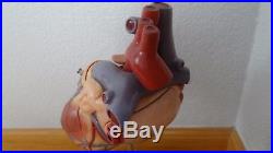 Vintage Somso Human Heart Scientific Anatomical Model Anatomy