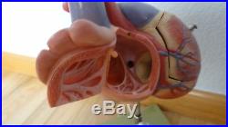 Vintage Somso Human Heart Scientific Anatomical Model Anatomy