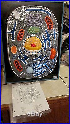 Vintage Staco Science Teaching 3-D Functional Model ANIMAL CELL 18x24 + Box