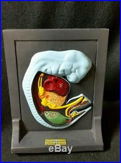 Vintage Turtox Jewell Embryology Anatomical Model